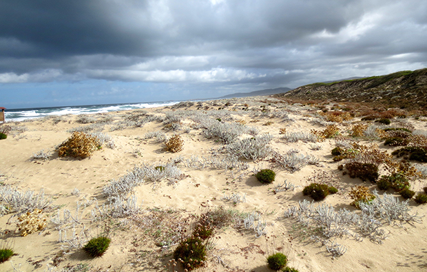 Badesi Dune