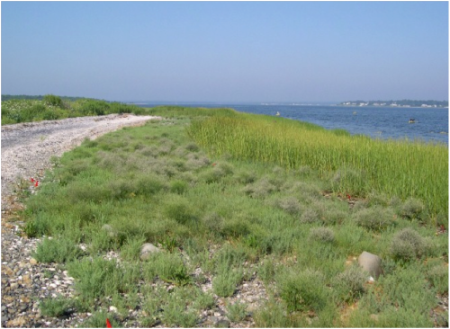 Cobble beach communities