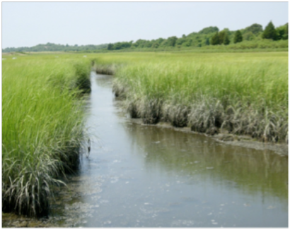 Healthy creek bank